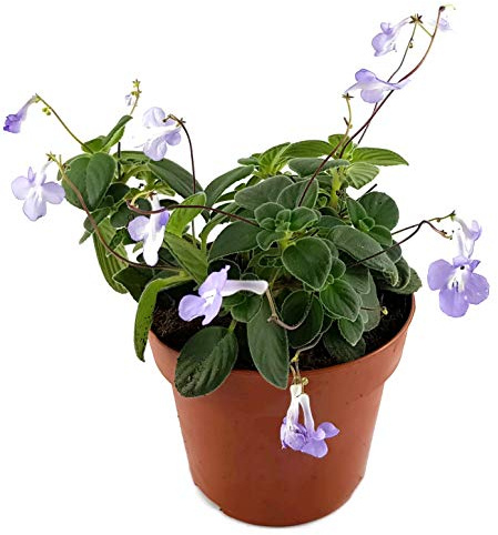 Fangblatt - Streptocarpus saxorum - zauberhaftes afrikanisches Veilchen – Drehfrucht mit wundervollen Blüten – eine duftende Zierpflanze