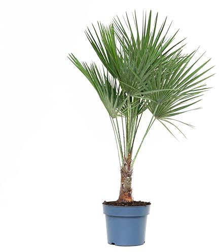 Chamaerops humilis - Vaso 21 - Palma nana - Palma di San Pietro - Pianta vera Grande - Da esterno o Interno