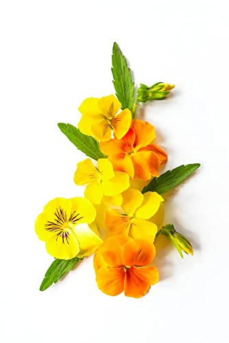 Pansy Plants, 'Citrus Mix', 20 x Plant Pack, Winter Bedding Plants, Winter Pansies, Pansy Flowers, Flowering, Garden Ready and Ready to Plant, Premium Quality Flowers