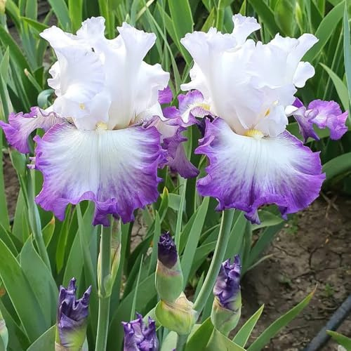 Bulbos de iris, iris, exterior jardín de Cobertura vegetal resistente interior exóticas jardín interior rocas 3pcs