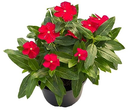 Adelfilla Rastrera Vinca Major Llena tu Jardín de Colores y Fragancia Natural