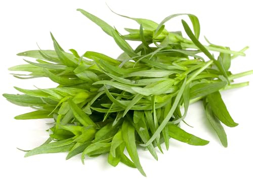 100 semi di dragoncello verde