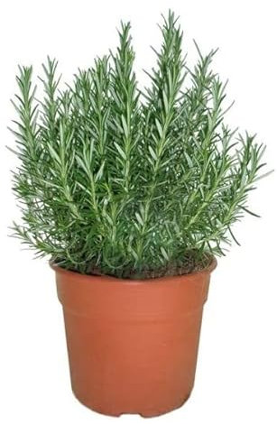 Romero Natural Planta Aromática de Exterior