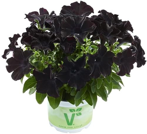 Petunia Back to Black | 6 Plug Plants | Bedding