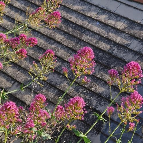 spornblume - heilkräuter zimmerpflanzen bodendecker gartenkräuter hochbeet für sonnige plätze kräuterpflanzen 300samen