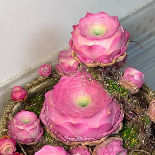 semillas suculentas de rosa montaña jardín interior jardín balcón elevado interior decoración resistentes 250pcs