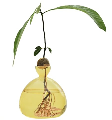 d'avocat - Vase d'élevage - Avocatier - Pot de Culture en Verre Transparent - Cadeau pour l'intérieur et l'extérieur