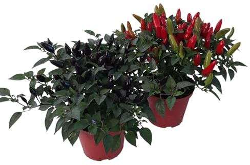 piantine peperoncino piccante 2 piante in vaso cm.14 multicolor