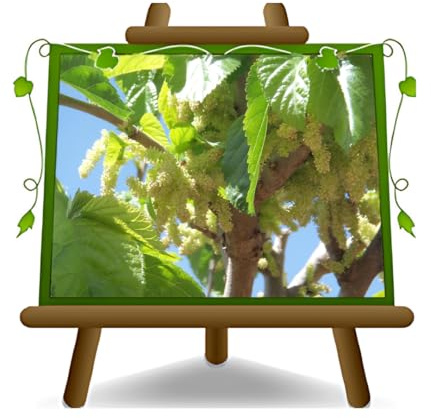 Planta de morera Morus Saharanpur Pakistán Planta frutal Edad 2 Años | sobre maceta ø 20 cm - Altura 150~170 cm