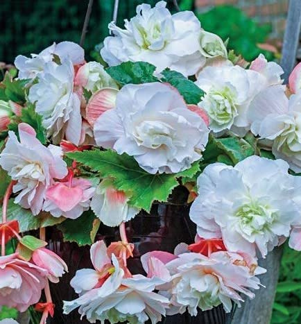 Supreme Flowering Odorata Angelique Begonia Bulb