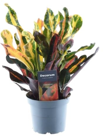 Trendyplants - Codiaeum Variegatum 'Mammi' - Croton - Plante d'intérieur - Hauteur 20-40 cm - Taille du pot Ø12cm