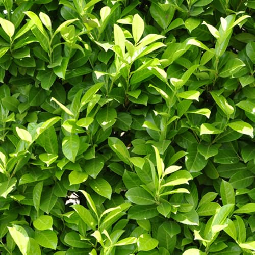 YouGarden Cherry Laurel, 2 x Evergreen Hedging Plants in 3 Litre Pots, Fast Growing Garden Shrubs