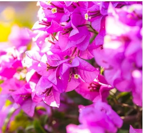 Bougainvillea Sabina Vaso 13 (40cm, Viola) Terre di Romagna Mad in Italy