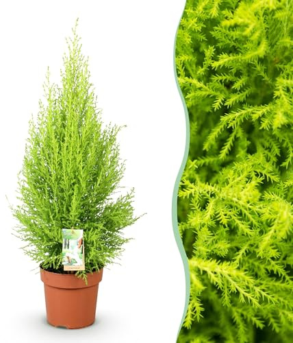 Green boutiQ - Zimmerpflanzen - Cupressus Gold Crest Wilma - Zimmerkoniferen - Wenig Pflege - Grün - 1 Pflanze - Topf 21cm - Höhe 85-95cm