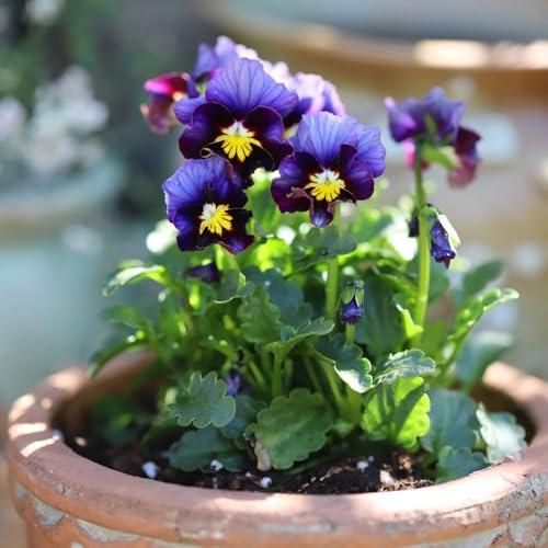 semi di viola cornuta perenne, resistenti all'esterno, viola cornuta, luoghi soleggiati, balcone da esterno resistenti, 800pcs