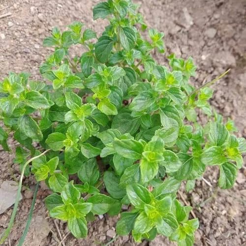 semi di origano biologico per aiuole rialzate, giardino sul balcone di medicinali, decorazione 400pcs