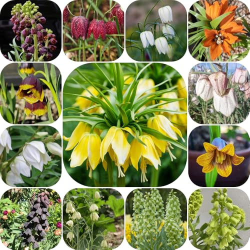 Bulbos de fritilaria - de jardín Fritillaria, resistentes exótica resistente balcón primavera decoraciones jardín para exteriores para lugares soleados 20pcs