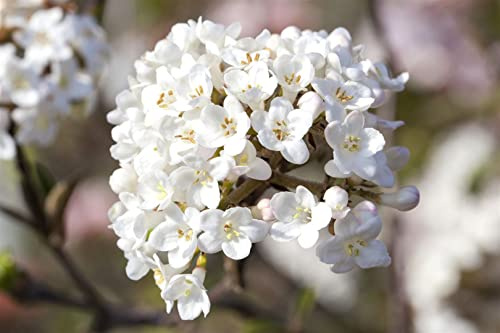 Viburnum carlesii 'Aurora' 40–60 cm – Winterhart, Mehrjährig, Pflegeleicht – Duft-Schneeball – Heckenpflanze für Garten & Sichtschutz