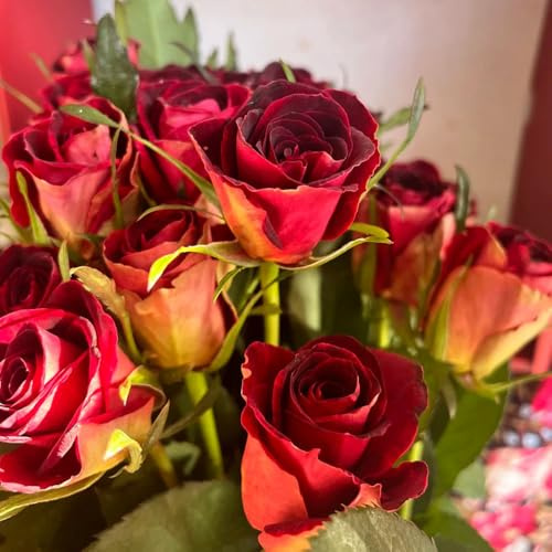 rosas pradera de decorativas perenne rosas semillas de silvestres sombra interior raras jardín semillas pradera Decoraciones jardín al aire libre, 500semillas