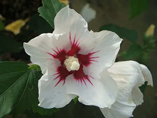 Suttons Hibiscus syriacus Red Heart Garden Outdoor Flower, Rose Mallow Hardy Shrub Plant Rose of Sharon Patio Container 1 x 3.6L Pot