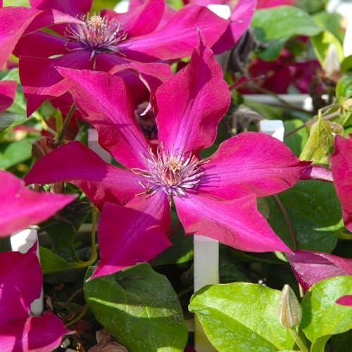 Clematis Ruutel Large Single Deep Red Flowers Profusion of Blooms from July to September 1X 3 Litre Pot by Thompson and Morgan