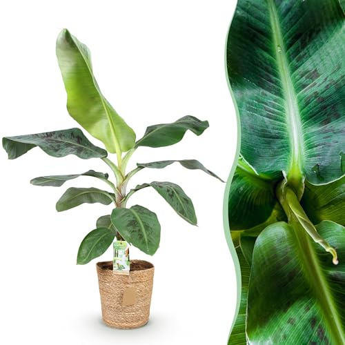 Musa acuminata Dwarf Cavendish - Pianta di banano - Bassa manutenzione - con cesto - Verde - 70-75cm - Ø21cm - Pianta d'appartamento - Sempreverde