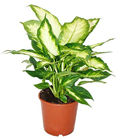 Dieffenbachia Zimmerpflanzen Topfpflanze für Anfänger 17cm Topf