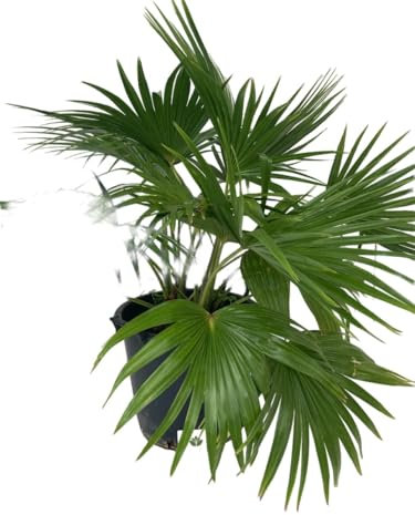 Livistona Chinensis o Ventaglio cinese o Palma fontana, Pianta ornamentale da esterno prodotta da Vivai del Sole vaso diametro cm 45