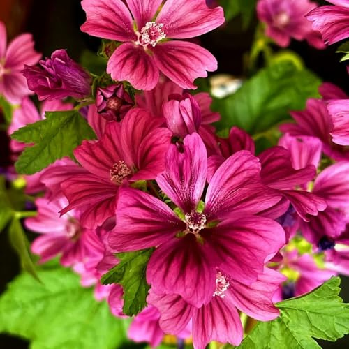 semi di malva selvatica giardino perenni, resistenti in vaso estremamente esterno pascolo primaverili esotiche 350pcs