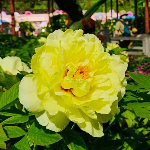 5zwiebeln pfingstrosen - paeonia - herbstpflanzen winterhart blühend decoration, zimmerpflanzen blumenzwiebeln frühblüher, minigarten deko