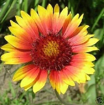 30 + Semi Linterna Gaillardia Aristata/Perenne Fiore
