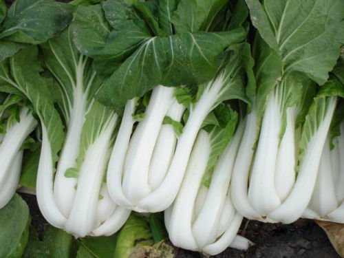 500 SEMI Pak Choi Cavolo Cinese Heirloom 2018