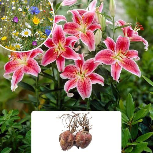 2 Oriental Stargazer Lily Bulbs – Fragrant Pink Blooms for Summer – Perennial Flowers – Perfect for UK Gardens and Climate