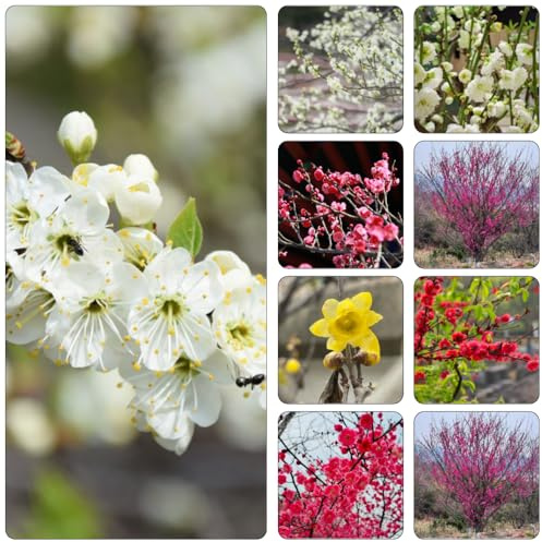 Armeniaca mume - perenne resistenti semi di giardino semi di perenne giardino resistenti all'inverno climpadora ufficio 130pcs