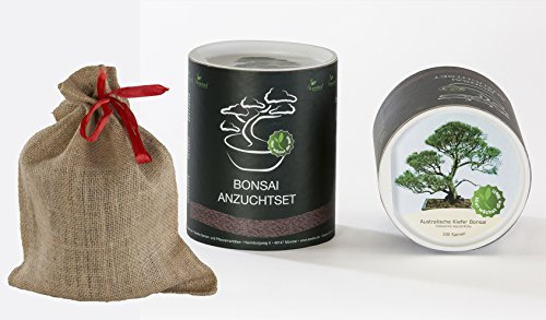 Seedeo Bonsai Geschenk - Set Australische Kiefer (Casuarina equisetifolia)