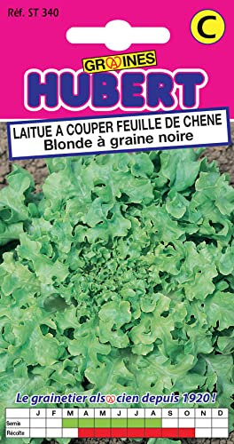 Graines de Laitue à couper Feuille de Chêne Blonde à Graine Noire - 4 grammes