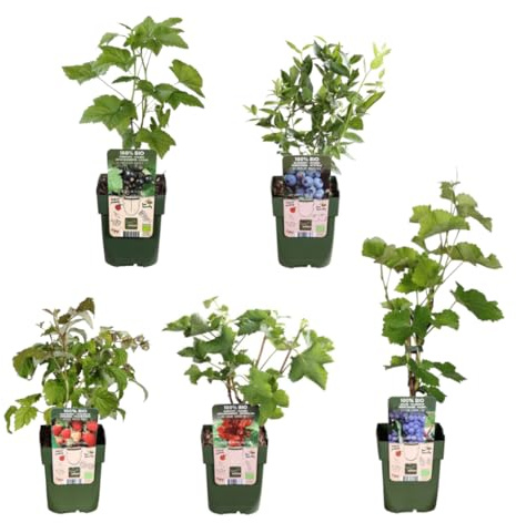 My Green Help – Oasi di Frutta, Set 5 piante da frutto – Ribes, Lampone, Mirtillo, Vite, Mora – Vasi Ø13 cm, H 20–25 cm – Giardino e balcone