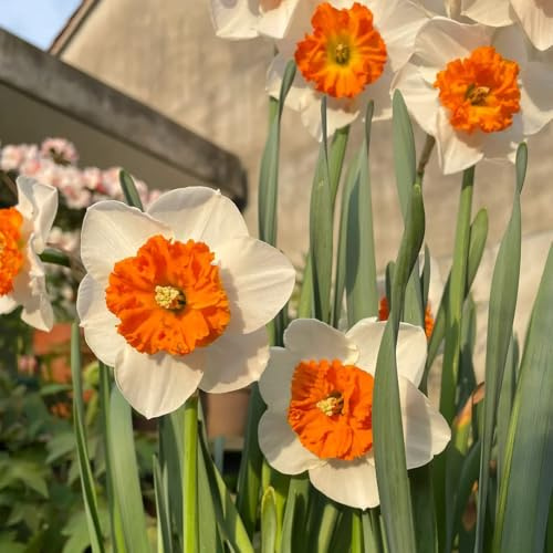 Narzissen, blumenzwiebeln steingartenpflanzen hochbeete für garten blumenzwiebel balkonpflanzen gewächshaus balkon exotische zimmerpflanzen outdoor zwiebelblumen seltene deko 2Zwiebeln
