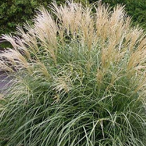 3 x Miscanthus sinensis 'Gracillimus' im 1 Liter Topf (Ziergras/Gräser/Winterhart/Mehrjährig/Staude) Chinaschilf - Filigrane Halme für stilvolle Akzente - Top als Hecke - von Stauden Gänge
