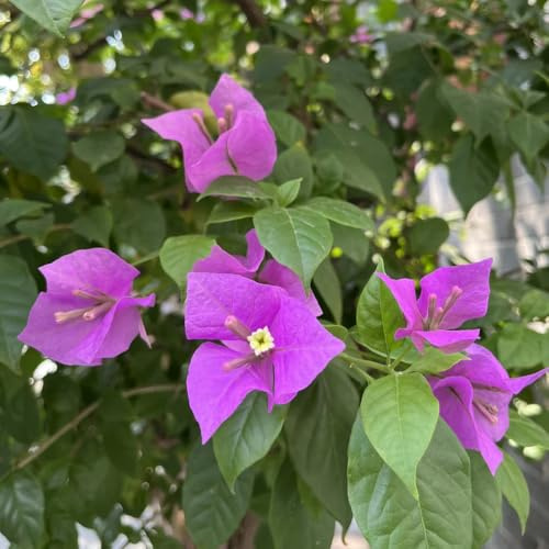 Bougainvillea, blumenwiese herbstaussaat herbstblumen winterhart blumensamen gartendeko für draußen blumendeko kletterpflanzen garten 100Samen