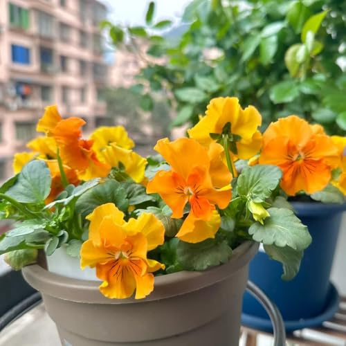 semi di viola cornuta perenne di vecchie varietà, selvatici, viola cornuta, balcone, rampicanti resistenti, 150pcs