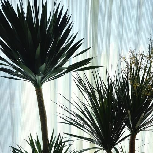 semillas de drago, perennes para pleno sol Comprar árbol de sangre dragón decorativa, oficina resistentes en el jardín 10pcs