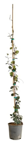 Bloomique - Trachelospermum jasminoides - Sternjasmin - Sternjasmin - Kletterpflanze - Reichblühend - Winterhart - Immergrün - Höhe 70-90 cm - Topfgröße: 18 cm