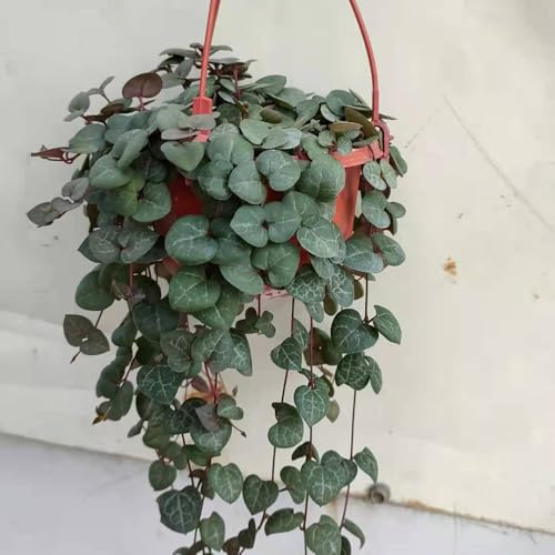 semillas de candelabro - Ceropegia woodii, jardín interior 150pcs