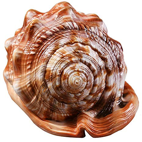 Uxsjakjsd NatüRlicher Bullen Mund Helm Muschel Schale Korallen Meeres Schnecke Aquarium SchmüCken Ornament 1 StüCk