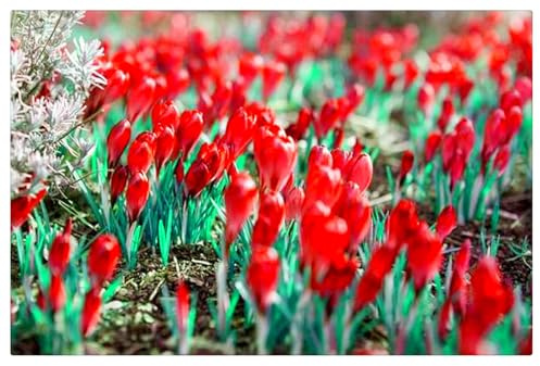 Mehrjährige Blumenzwiebel ist winterhart, Lebende Pflanzen, Seltene, Exotisch, Mysteriöse magische Glühbirne, Winterhart pflanzen, Blumenzwiebel Mix-3 Krokusse Zwiebeln Winterhart