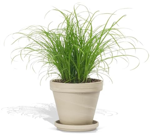 DutchLeafs Cyperus Zumula Echtes Katzengras im Terrakotta Blumentopf Granit 1 Stück - Topf 12 cm - Frisches Katzengras für Katzen Fertig Zyperngras Pflegeleichte Zimmerpflanze - Höhe 20-25 cm