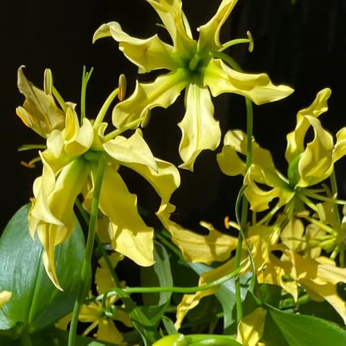 Flammenlilien - gartendeko für draußen Gloriosa superba - frühlingsblüher seltene blumendeko frühblüher rankpflanzen 5Zwiebeln