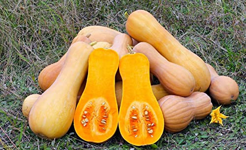 Lot de 25 Graines de Courgette-Courge Musquée Butternut - chair ferme orangée, parfumée, épaisse, délicieuse - Excellente Conservation - qualités gustatives.