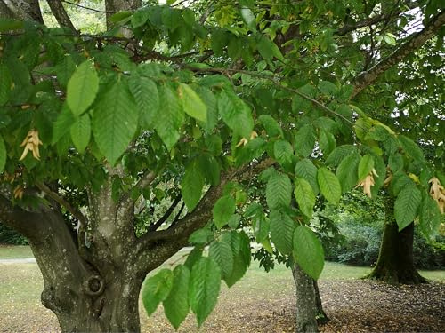 Deutsche Hainbuche (lat. Carpinus betulus) Winterharte Samen für Bäume oder Hecken - Ganzjährige Aussaat möglich - Qualitätsgeprüfte Baumsamen – Hohe Schnittverträglichkeit